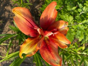 IMG_20230316_065749.jpg