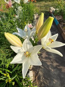 IMG_20230316_065340.jpg