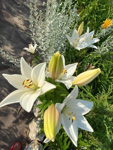 IMG_20230316_065344.jpg