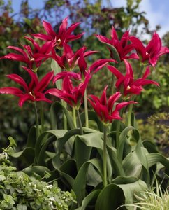 Tulip-Dolls-Minuet-IB35210-1.jpg