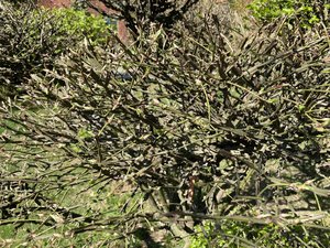 BC5881B9-A346-4C5F-8B5B-6889EA92BC08.jpeg