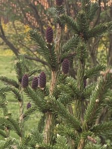 IMG_1481.jpeg