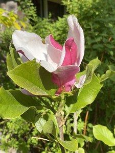 6CA462E5-ED4B-4E35-A6E1-42A478121ED0.jpeg