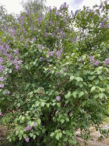 IMG_1526.jpeg
