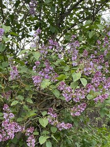 IMG_1530.jpeg