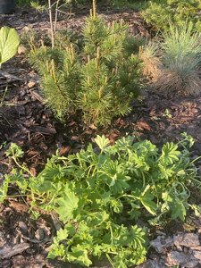 IMG_1460.jpeg