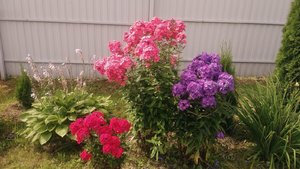 P_20200806_100339.jpg