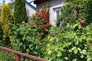 IMG_5419.JPG
