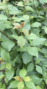 IMG_1643.jpeg