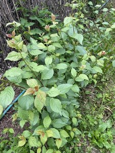 IMG_1641.jpeg