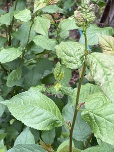 IMG_1639.jpeg