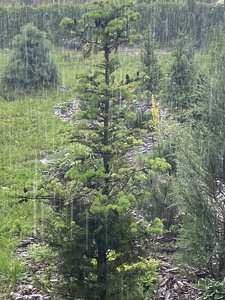 IMG_1667.jpeg