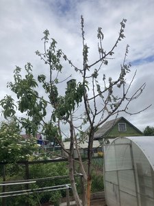 IMG_0100.JPG