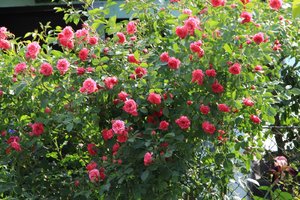 IMG_5447.JPG