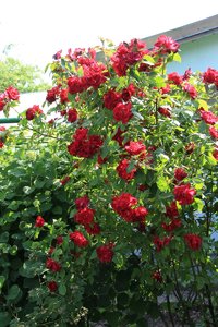 IMG_5436.JPG