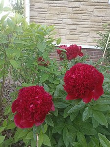 85a78f18-df10-4952-9967-1f24d0ec70af.jpg