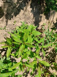 20230613_105530.jpg