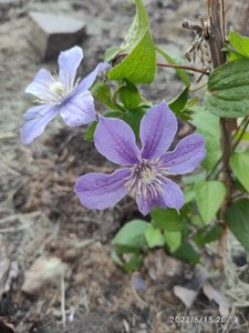 IMG_20230615_201108.jpg