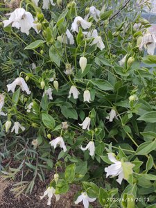 IMG_20230615_201334.jpg