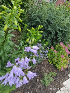 IMG_20230702_062848.jpg