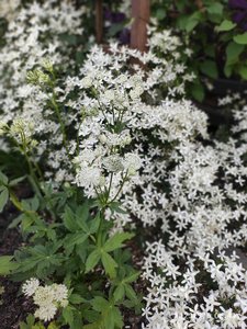 IMG_20230706_064144.jpg