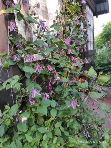 IMG_20230706_063726.jpg