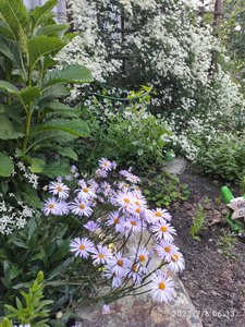 IMG_20230706_063326.jpg