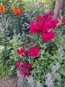 IMG_20230706_063700.jpg