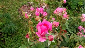 P_20230708_185458_1.jpg