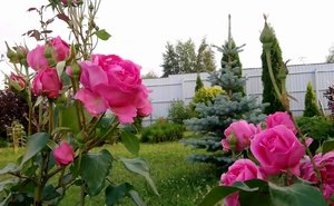 P_20230708_185916_1_1.jpg