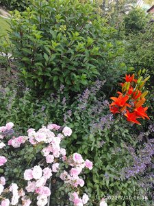 IMG_20230710_063542.jpg