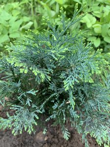 IMG_5526.jpeg