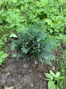 IMG_5525.jpeg