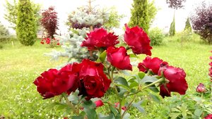 P_20230715_195118_1.jpg