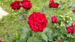 P_20230715_195627_1.jpg