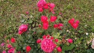 P_20230715_195519.jpg
