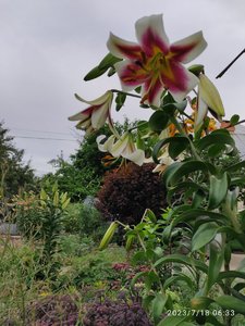 IMG_20230718_063301.jpg