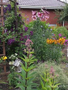IMG_20230718_062946.jpg