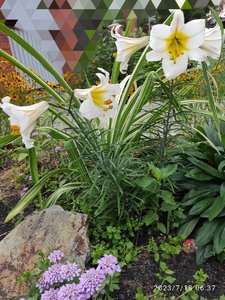 IMG_20230718_112545.jpg