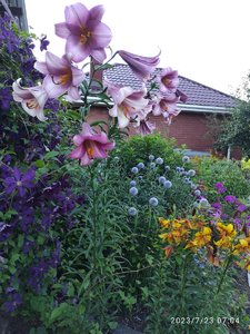 IMG_20230723_070430.jpg