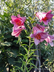 IMG_20230723_070356.jpg