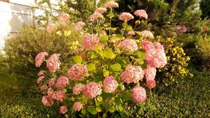 P_20230729_192510_1.jpg