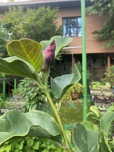 IMG_7022.jpeg