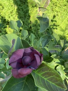 IMG_7047.jpeg