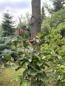 IMG_7067.jpeg