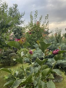 IMG_7068.jpeg