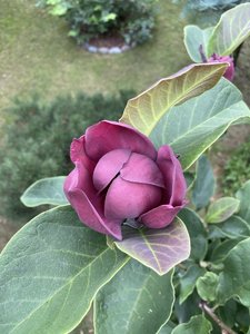 IMG_7069.jpeg