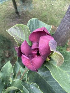 IMG_7070.jpeg
