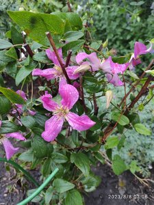 IMG_20230808_070641.jpg
