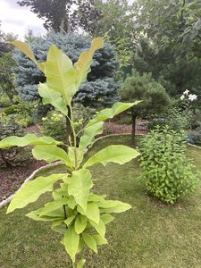 IMG_7074.jpeg